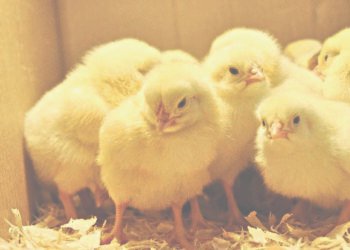 दुई वर्षपछि कुखुराका चल्लाको लागत मूल्य