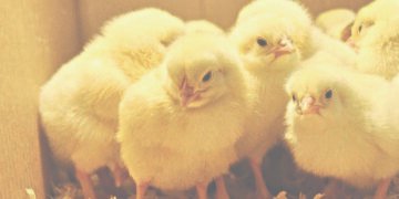 दुई वर्षपछि कुखुराका चल्लाको लागत मूल्य