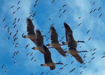 ३० हजार किमि उड्ने चराको सङ्कट