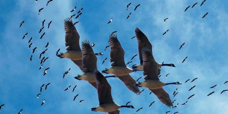 ३० हजार किमि उड्ने चराको सङ्कट