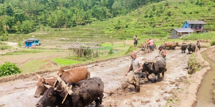 भोजपुरका किसान चैतेधान रोप्नमा व्यस्त