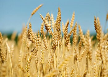 गहुँको समर्थन मूल्य तोक्न उद्योग मन्त्रालयसमक्ष कृषिको प्रस्ताव