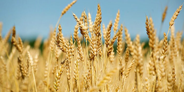गहुँको समर्थन मूल्य तोक्न उद्योग मन्त्रालयसमक्ष कृषिको प्रस्ताव