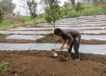 अकबरे खुर्सानी रोप्नमा व्यस्त भोजपुरका किसान