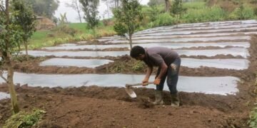 अकबरे खुर्सानी रोप्नमा व्यस्त भोजपुरका किसान