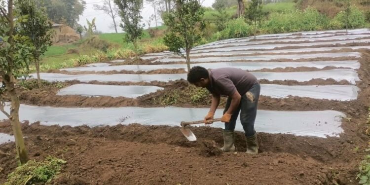 अकबरे खुर्सानी रोप्नमा व्यस्त भोजपुरका किसान