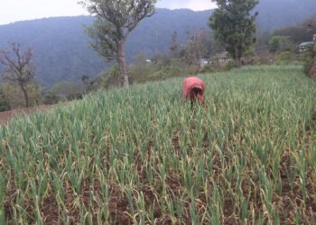 सडक पहुँचसँगै लसुनखेतीमा आकर्षित