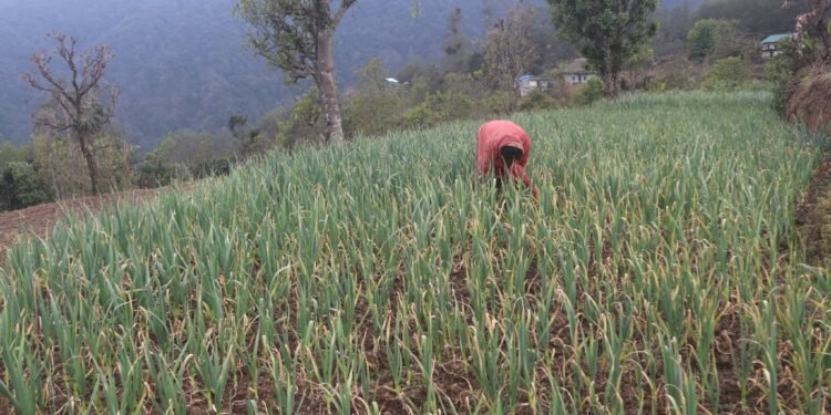 सडक पहुँचसँगै लसुनखेतीमा आकर्षित
