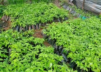 सिप्लीकान संरक्षण गरी आम्दानी गर्दै कृषिउद्यमी खनाल