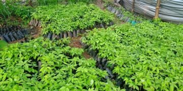 सिप्लीकान संरक्षण गरी आम्दानी गर्दै कृषिउद्यमी खनाल