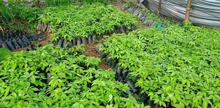 सिप्लीकान संरक्षण गरी आम्दानी गर्दै कृषिउद्यमी खनाल