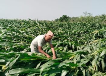 केरा खेतीको बिमा नहुँदा किसान मारमा