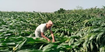 केरा खेतीको बिमा नहुँदा किसान मारमा