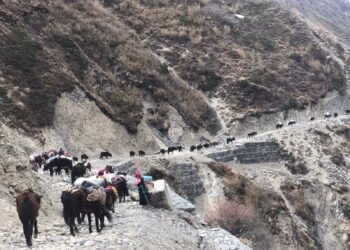 छेकम्पारवासी यार्सागुम्बा सङ्कलन गर्न लेकतिर