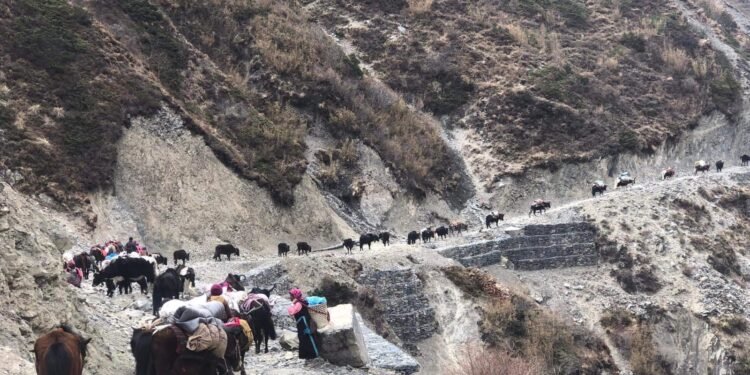 छेकम्पारवासी यार्सागुम्बा सङ्कलन गर्न लेकतिर