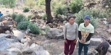 घुम्तीगोठमा बाख्रा पालेर स्वरोजगार र आत्मनिर्भर