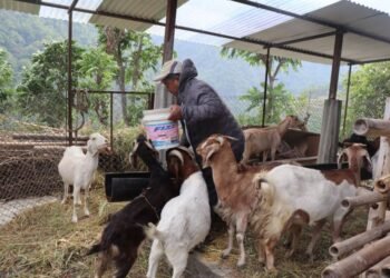 संविधानसभा सदस्य गमबहादुर श्रीस कृषि उद्यममा