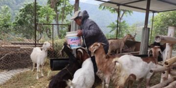 संविधानसभा सदस्य गमबहादुर श्रीस कृषि उद्यममा