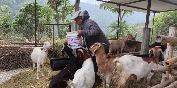 संविधानसभा सदस्य गमबहादुर श्रीस कृषि उद्यममा