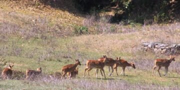 नागेश्वर सामुदायिक वन, योजना अभावमा ओझेलमा