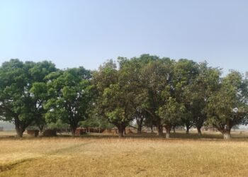 मधुवा रोगको समस्याले किसान चिन्तित