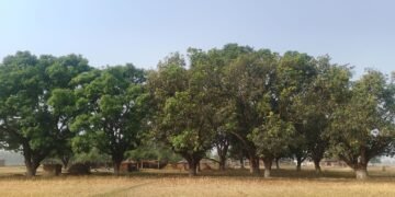 मधुवा रोगको समस्याले किसान चिन्तित