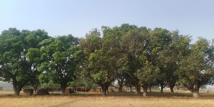 मधुवा रोगको समस्याले किसान चिन्तित