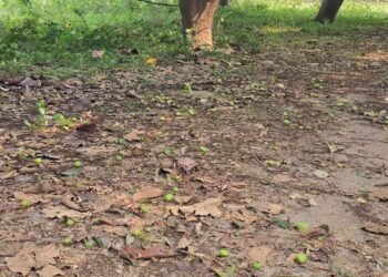 हुरीले आँपको चिचिला झारेपछि किसान चिन्तित