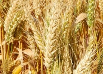 बाँकेमा गहुँखेती क्षेत्र घट्यो, उत्पादन बढ्यो