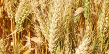 बाँकेमा गहुँखेती क्षेत्र घट्यो, उत्पादन बढ्यो