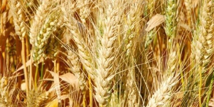 बाँकेमा गहुँखेती क्षेत्र घट्यो, उत्पादन बढ्यो