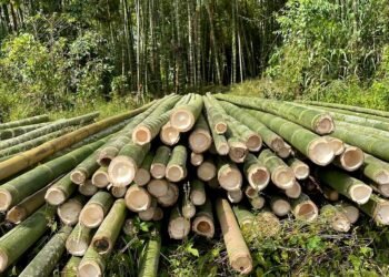 लाखौँ आम्दानी दिने बेत बाँस : बजारमा उच्च माग, तर कामदार पाउनै मुस्किल