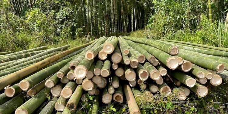 लाखौँ आम्दानी दिने बेत बाँस : बजारमा उच्च माग, तर कामदार पाउनै मुस्किल