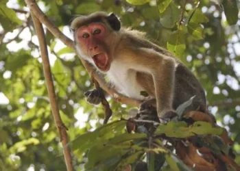 पोखरामा राष्ट्रिय जैविक विविधता रणनीति छलफल : बाँदर समस्या बढ्दो