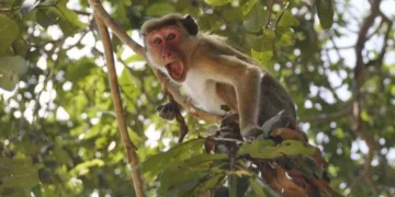 पोखरामा राष्ट्रिय जैविक विविधता रणनीति छलफल : बाँदर समस्या बढ्दो