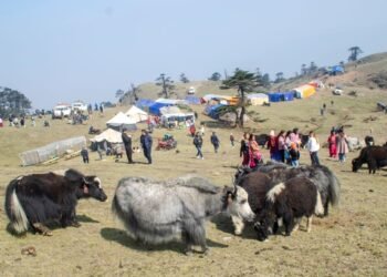 रसुवामा वैशाख १३, १४ र १५ गते चौँरी महोत्सव