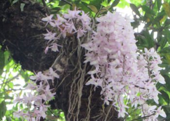 सलहेश फूलबारी मेलाअघि लहानमा श्रद्धालुको चहलपहल, भारतीय भक्तजनको आगमन सुरु