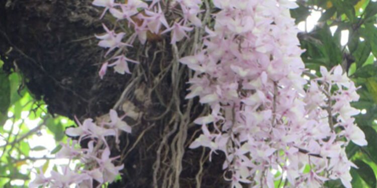 सलहेश फूलबारी मेलाअघि लहानमा श्रद्धालुको चहलपहल, भारतीय भक्तजनको आगमन सुरु