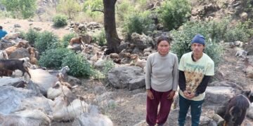 घुम्तीगोठमा बाख्रा पालेर स्वरोजगार र आत्मनिर्भर