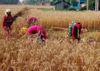 कैलाली गहुँ उत्पादन वृद्धि