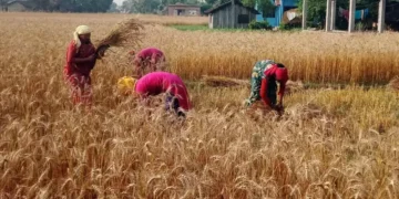 कैलाली गहुँ उत्पादन वृद्धि