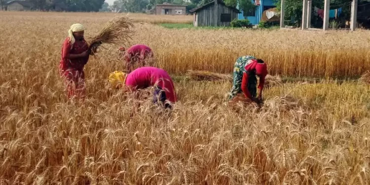 कैलाली गहुँ उत्पादन वृद्धि