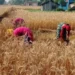 कैलाली गहुँ उत्पादन वृद्धि