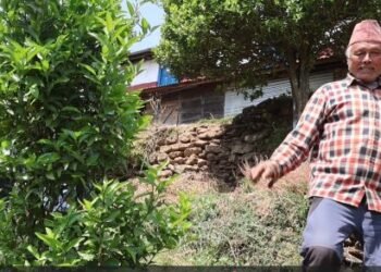 सुन्तला र अलैँचीखेतीमा रमाउँदै केसी