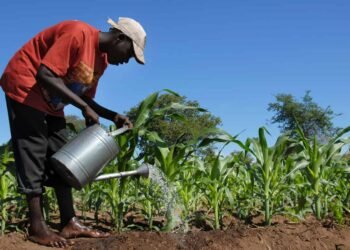 अफ्रिकी किसानलाई रूसमा पुनःस्थापना गर्ने पहलले अन्तर्राष्ट्रिय बहस तात्यो