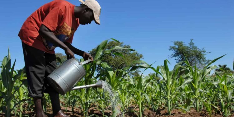 अफ्रिकी किसानलाई रूसमा पुनःस्थापना गर्ने पहलले अन्तर्राष्ट्रिय बहस तात्यो