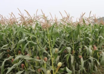 बाँकेमा व्यावसायिक बसन्ते मकैखेती