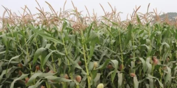 बाँकेमा व्यावसायिक बसन्ते मकैखेती