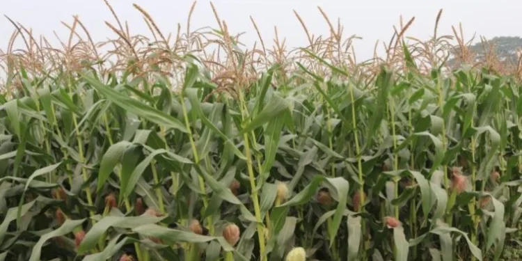 बाँकेमा व्यावसायिक बसन्ते मकैखेती