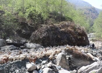 म्याग्दीका पशुगोठ गर्मी छल्न लेक उक्लन थाले